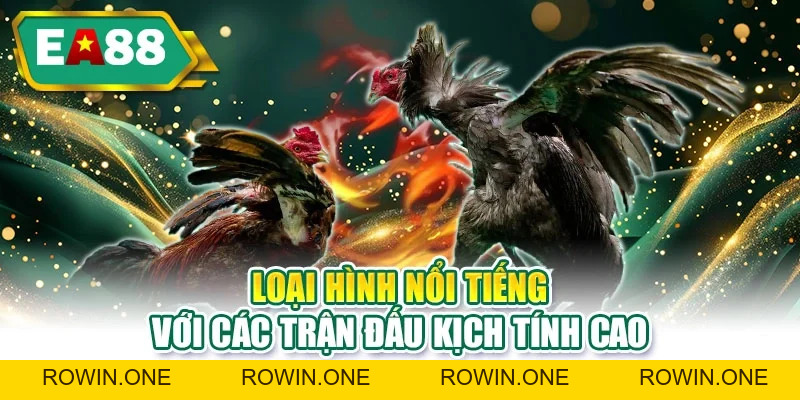 Đá Gà EA88 - Ưu Điểm Nổi Bật Giúp Người Mới Thắng Lớn Hơn