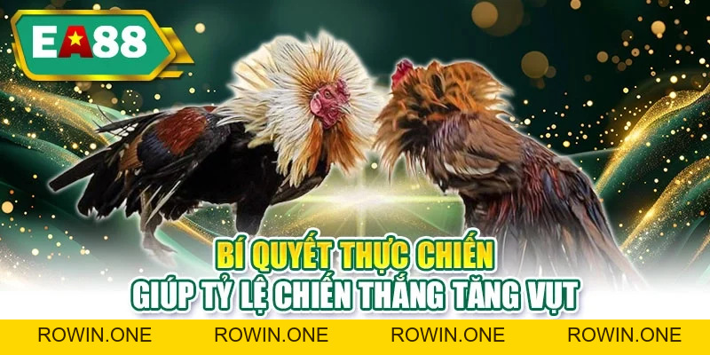 Đá Gà EA88 - Ưu Điểm Nổi Bật Giúp Người Mới Thắng Lớn Hơn