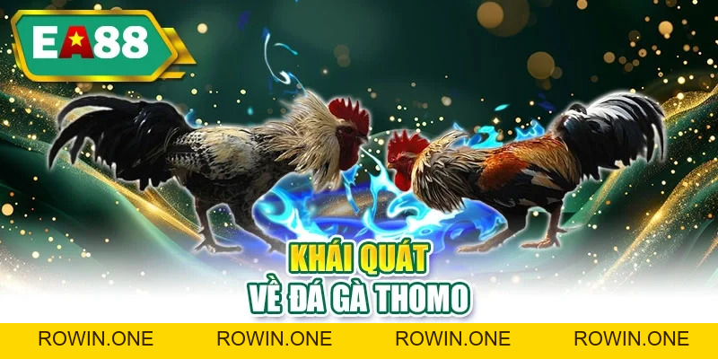 Đá Gà Thomo - Khám Phá Nhiều Trận Đấu Kịch Tính, Hấp Dẫn Đá Gà Thomo - Khám Phá Nhiều Trận Đấu Kịch Tính, Hấp Dẫn