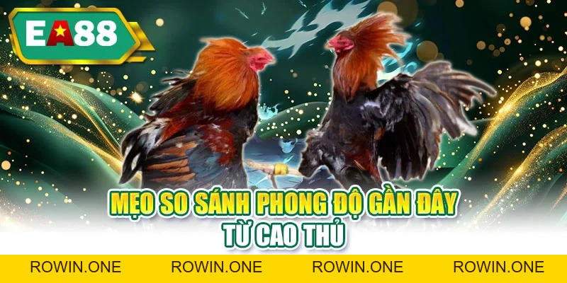 Đá Gà Thomo - Khám Phá Nhiều Trận Đấu Kịch Tính, Hấp Dẫn Đá Gà Thomo - Khám Phá Nhiều Trận Đấu Kịch Tính, Hấp Dẫn