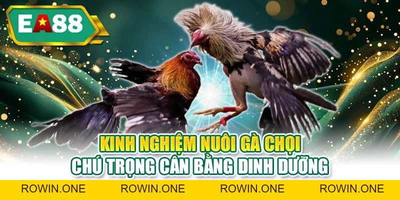 Kinh Nghiệm Nuôi Gà Chọi – Bí Quyết Thực Tiễn Từ EA88
