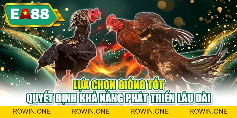 Kinh Nghiệm Nuôi Gà Chọi – Bí Quyết Thực Tiễn Từ EA88