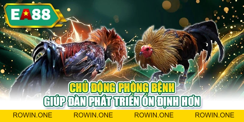 Kinh Nghiệm Nuôi Gà Chọi – Bí Quyết Thực Tiễn Từ EA88