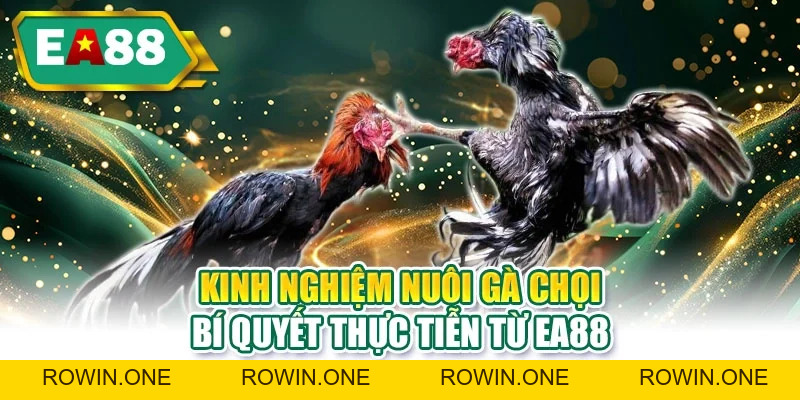 Đá Gà EA88 - Ưu Điểm Nổi Bật Giúp Người Mới Thắng Lớn Hơn